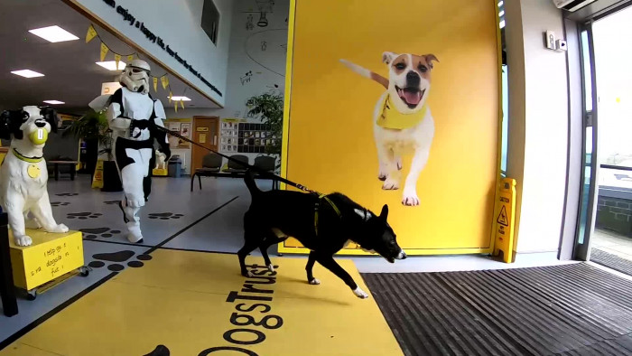 Watch: Star Wars fan Shep looking for a loving home in a galaxy