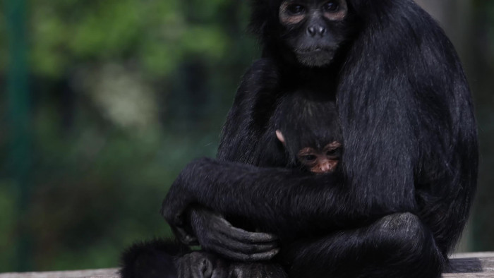 Critically endangered Columbian black spider monkey born at Fota